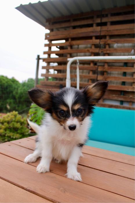 Epagnuel Anão Continental Papillon