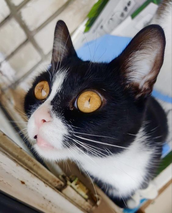 Киця з бурштиновими очима у добрі руки