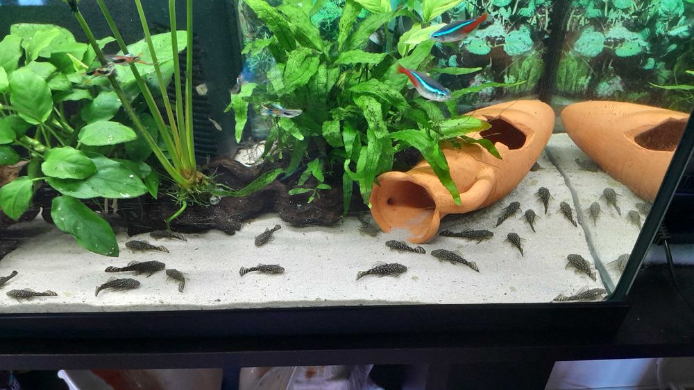 Ancistrus saudáveis e bonitos