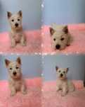 West Highland White Terrier