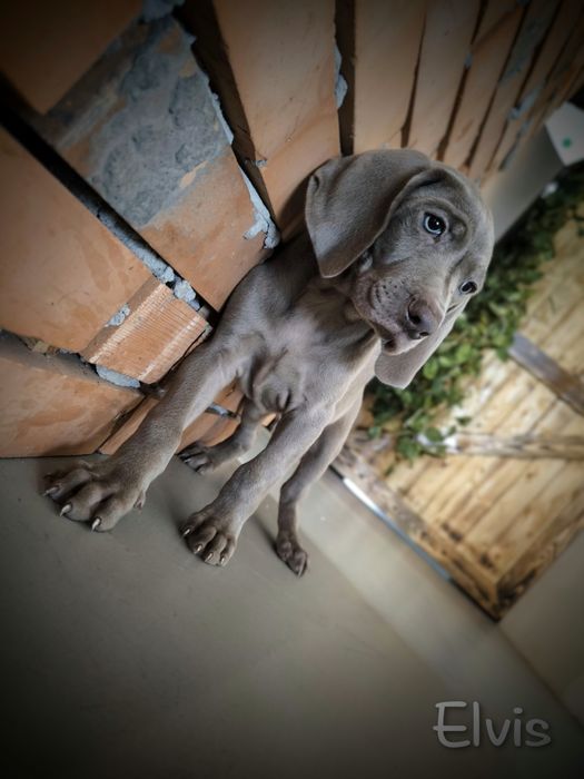 Wyżeł weimarski szczenięta