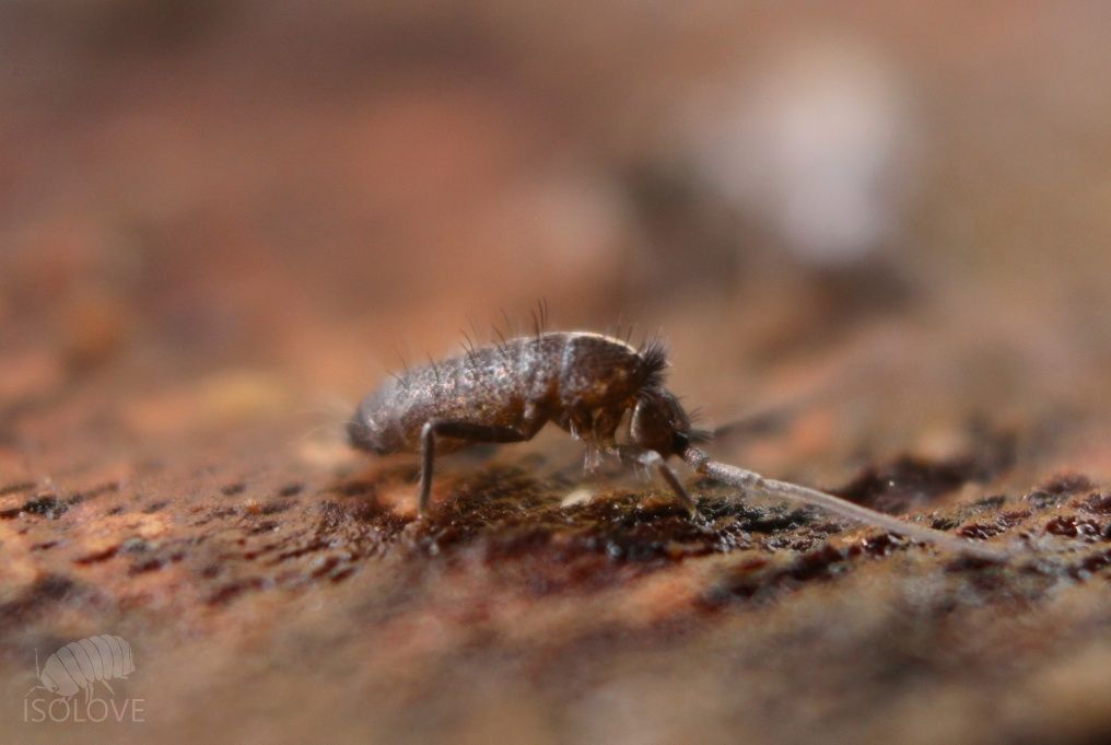 20x Tomocerus cf. minor, piękne, duże, czarne, błyszczące skoczogonki.