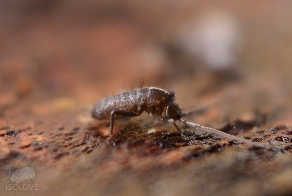 Tomocerus cf. minor, piękne, duże, czarne, błyszczące skoczogonki.