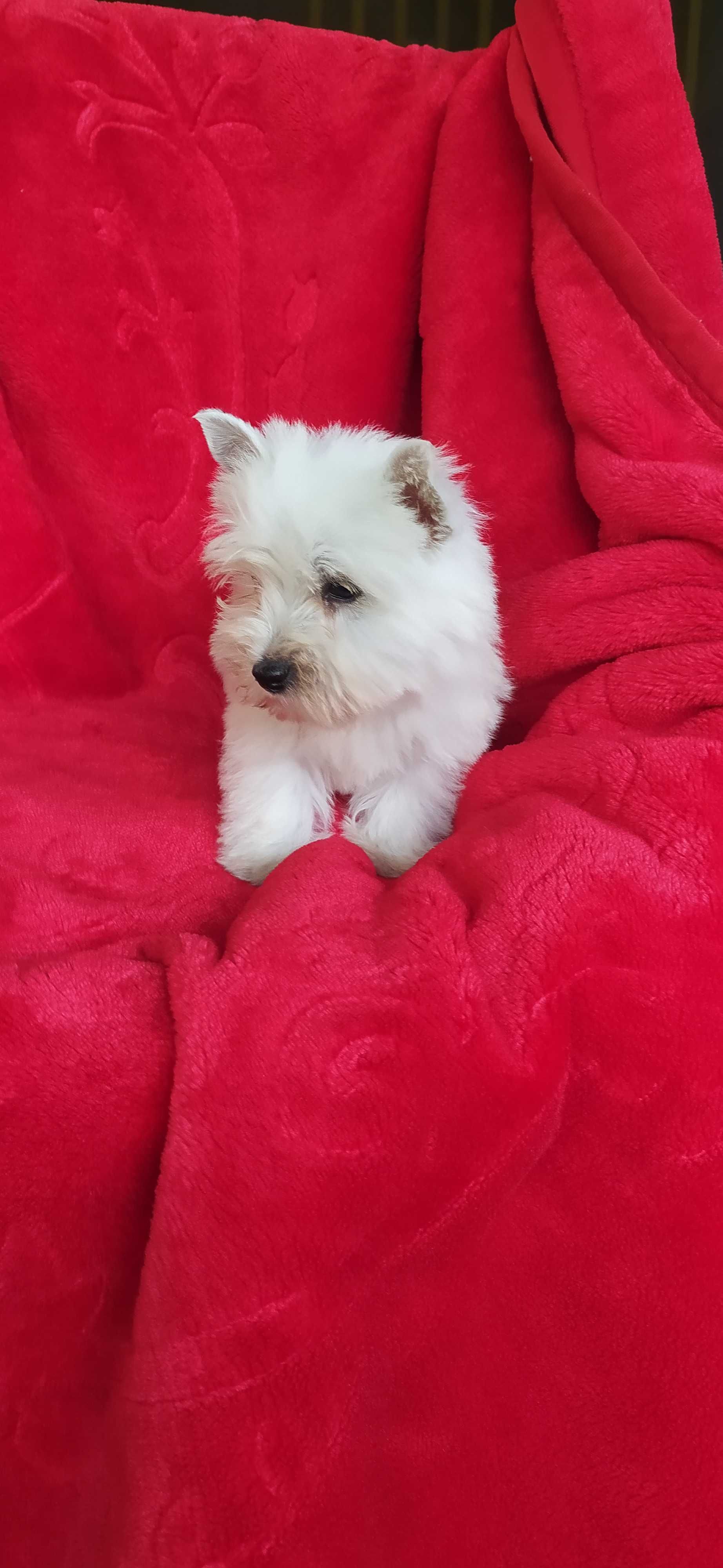 West Highland White Terrier