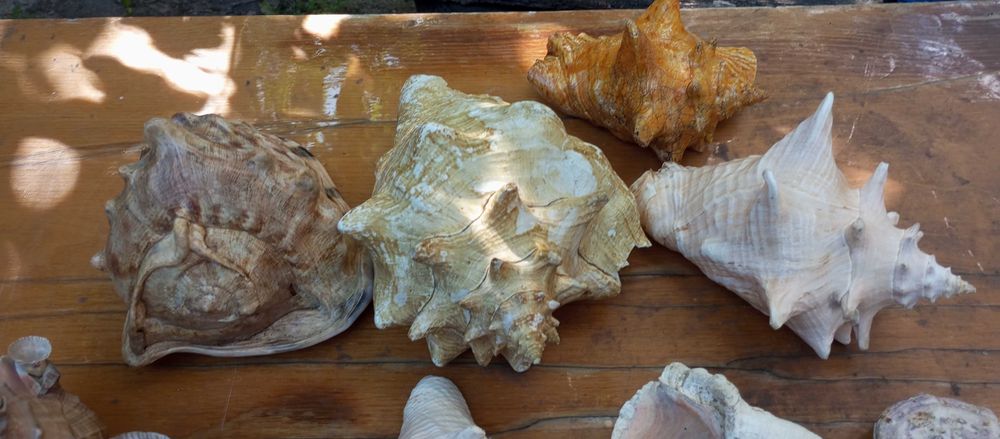 Ракушки черепашки морские Торг