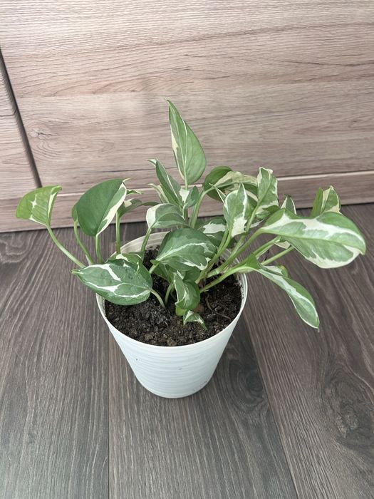 Epipremnum scindapsus N’Joy roslina doniczkowa