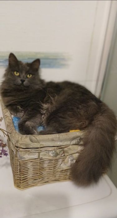 Отдам даром в добрые руки серую пушистую кошечку породы Нибелунг