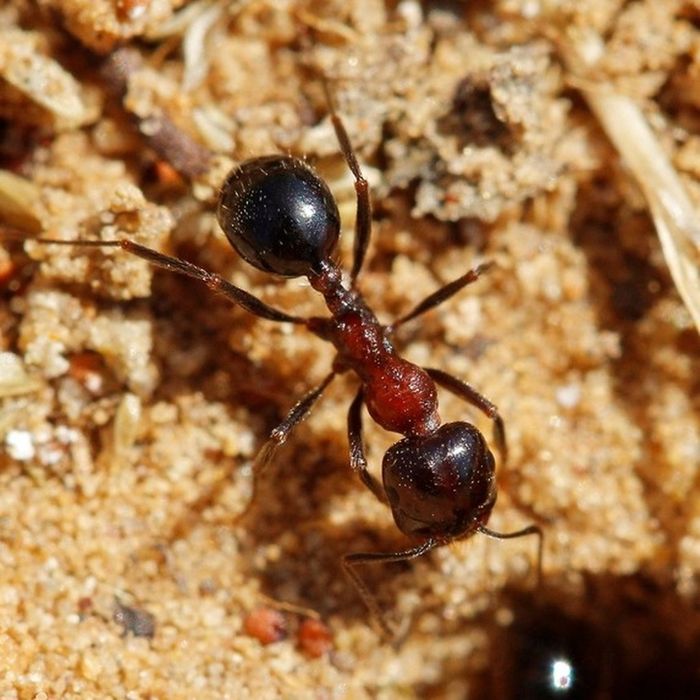 Муравьи messor muticus/messor denticulatus