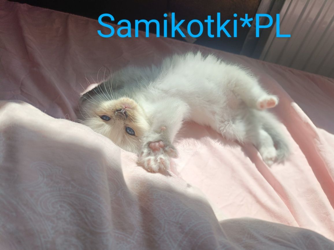 Kotek, Kocurek Ragdoll FPL CCF kotki , koteczki, WYPRAWKA