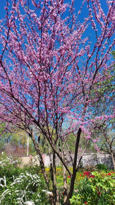 Продам Церцис канадский