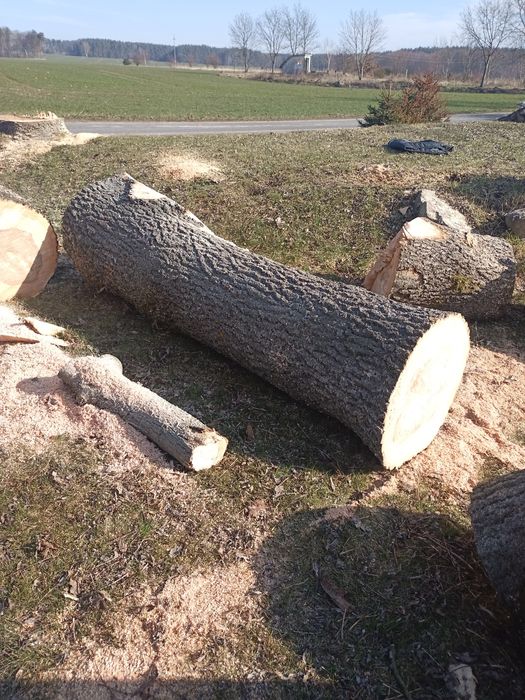 Jesion tartaczny kłody na materiał