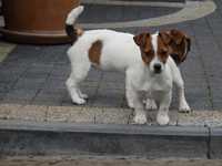 Jack Russell Terrier niziutka suczka #BAGIETA Smartie Jacks# female JR