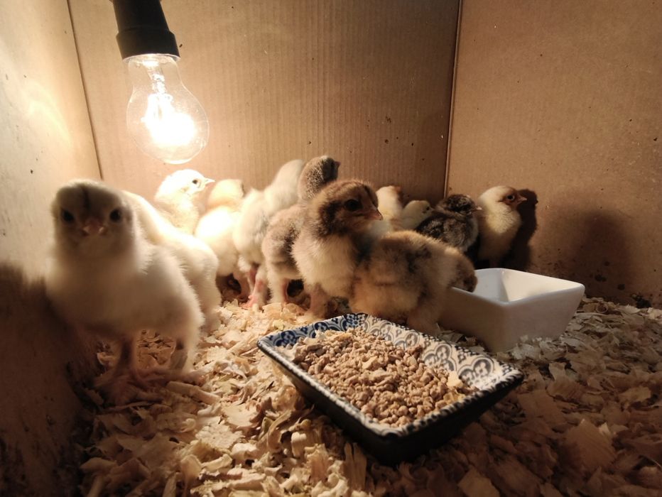 Brahma Olbrzymia Brahmy pisklęta