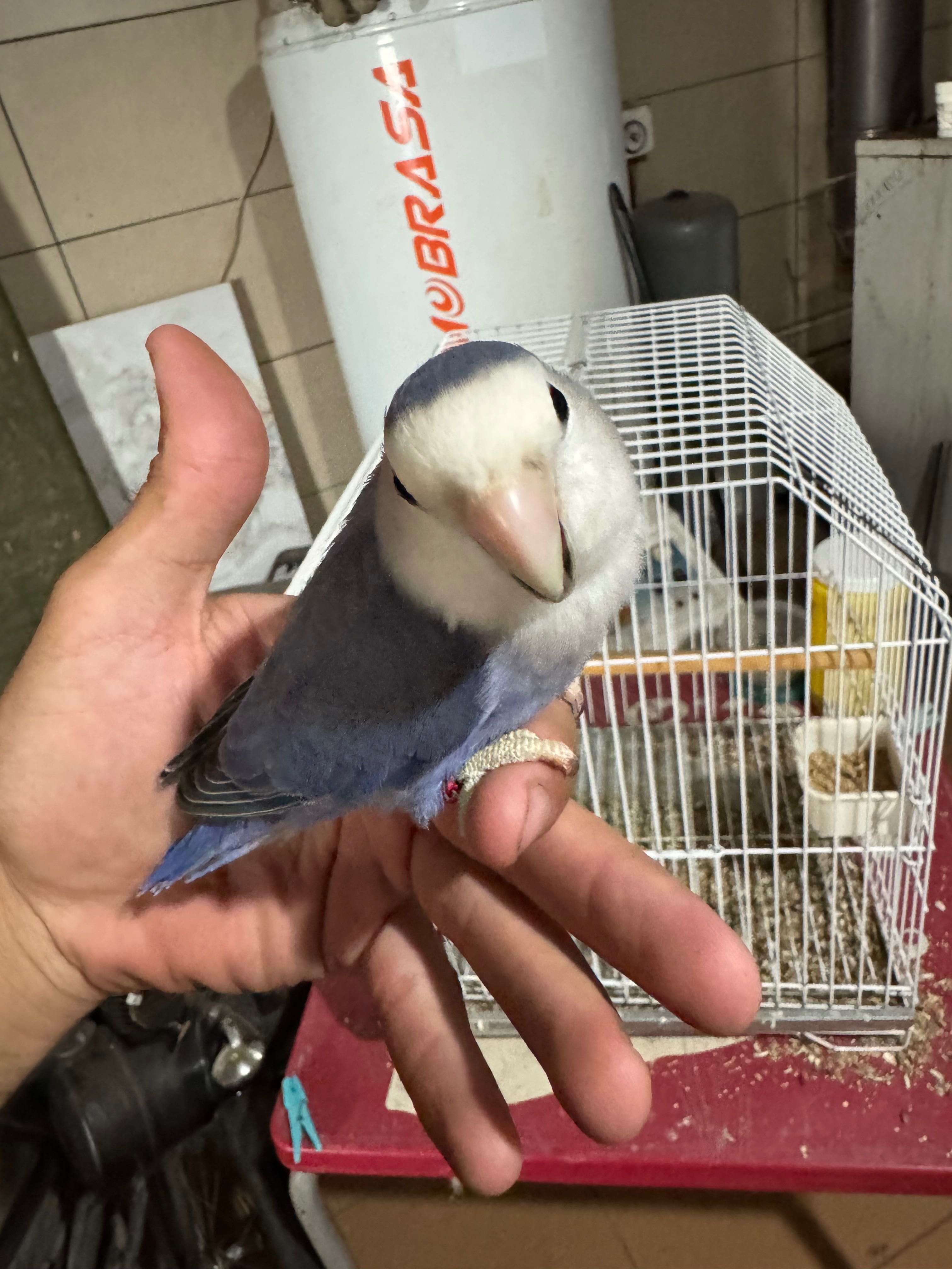 Agaporni domesticado, gaiola e comedouros
