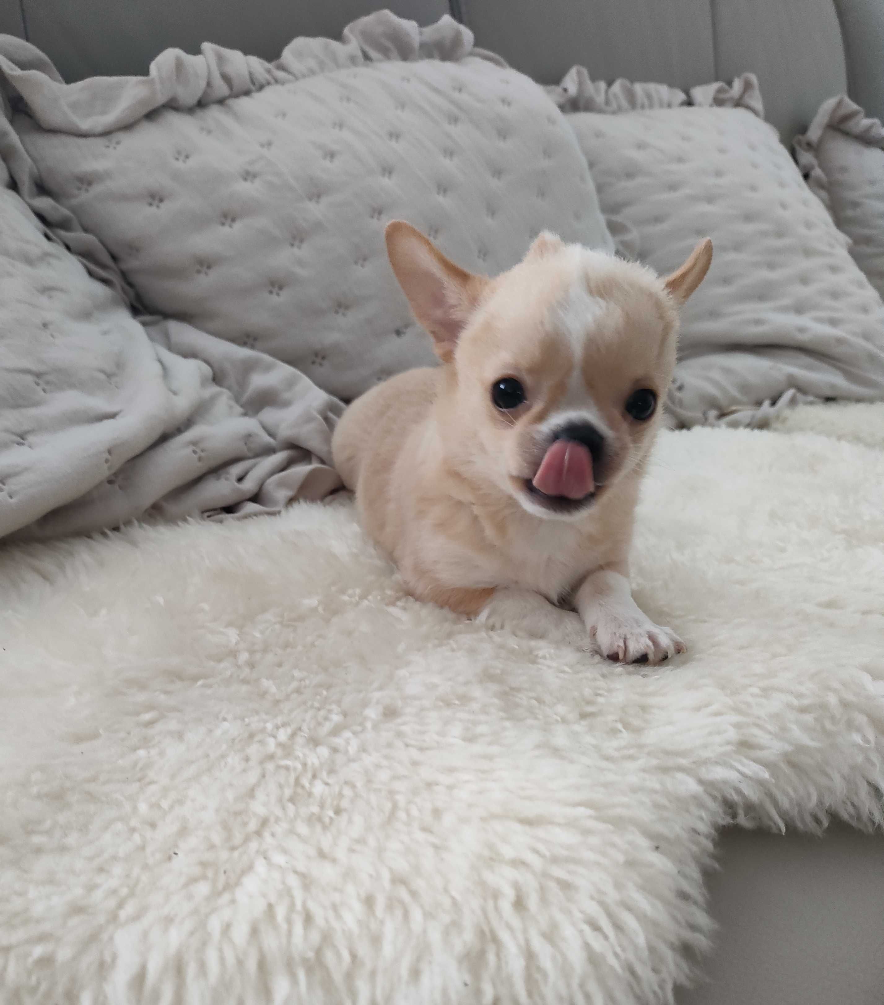 Chihuahua piesek Amorek