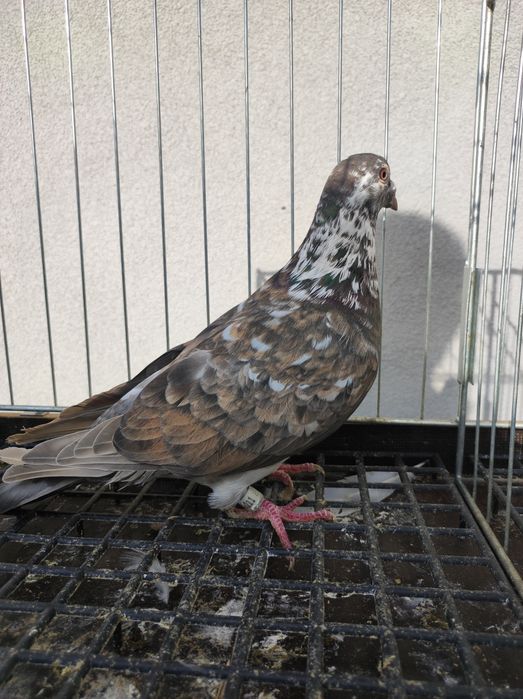 Golob gołębie pocztowy pocztowe opal