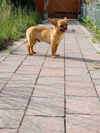 Chihuahua mini piękny piesek-samiec rodowód ZKwP FCI