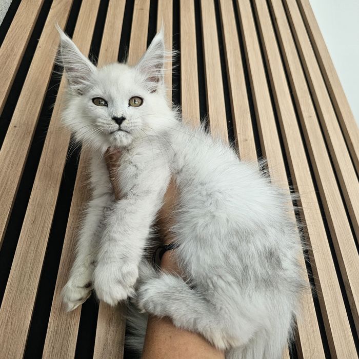 Kocurek  Maine coon rodowód fpl FIFe hodowlany do hodowli
