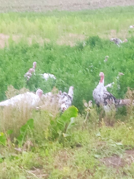 Продам молодих індиків