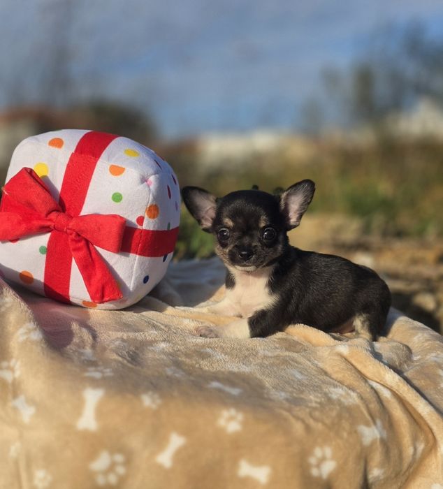 Fabulosa Chihuahua Fêmea Pêlo Curto