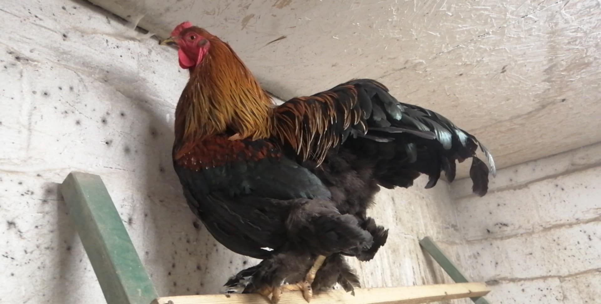 Koguty Brahma Olbrzymia