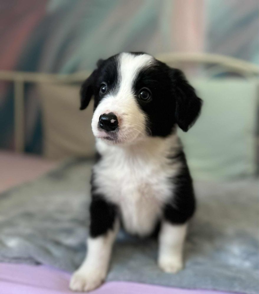 Pies rasy Border Collie