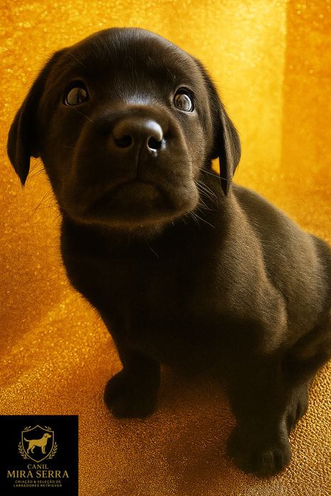 Labrador Fêmea Com Lop e Afixo