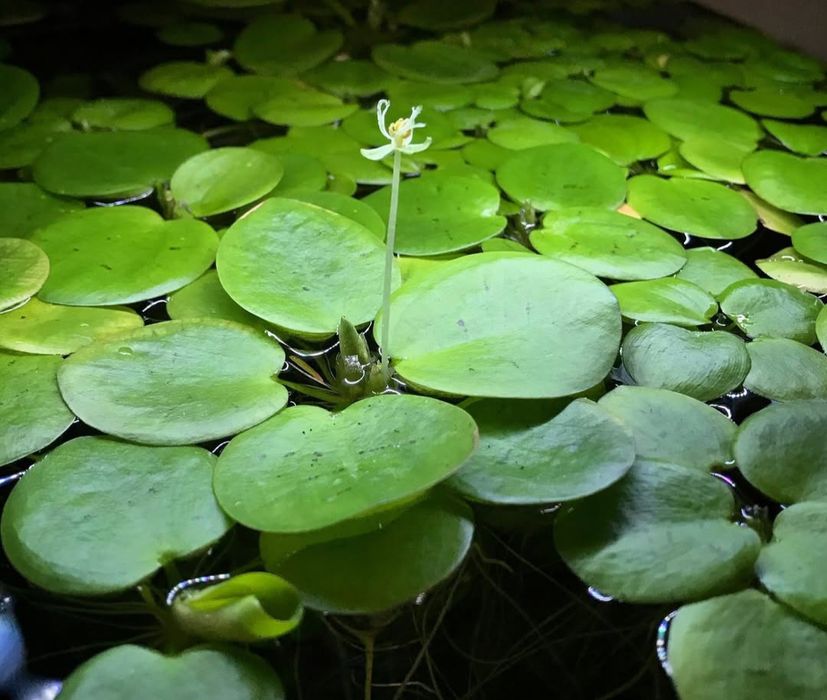 Planta flutuantes Limnobium laevigatum