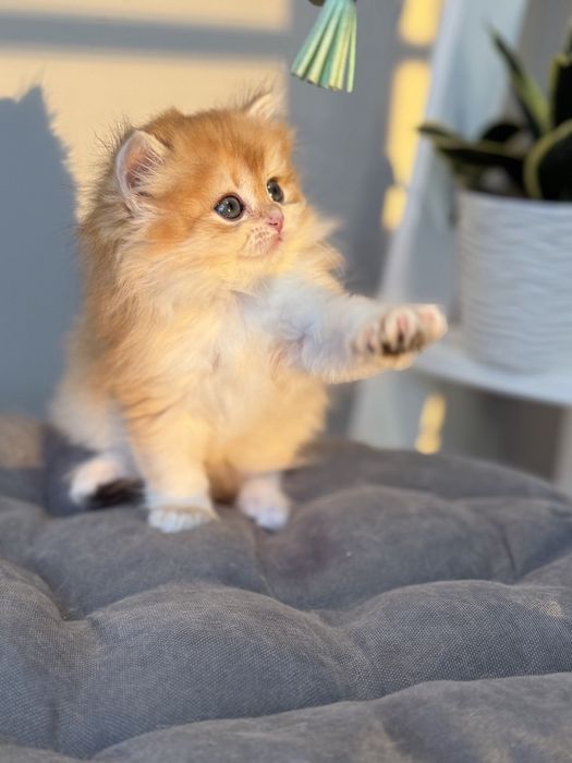 Котята британцы золотая шиншилла
Предл