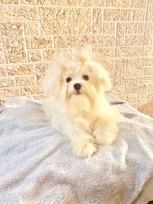 Чарівна міні мальтезе