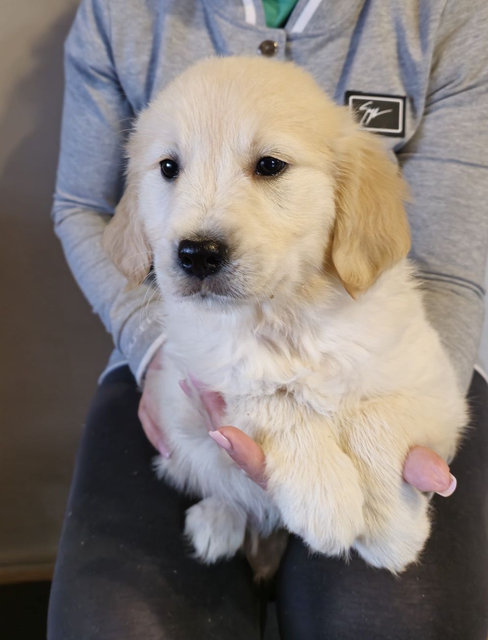 Golden Retriever szczeniak