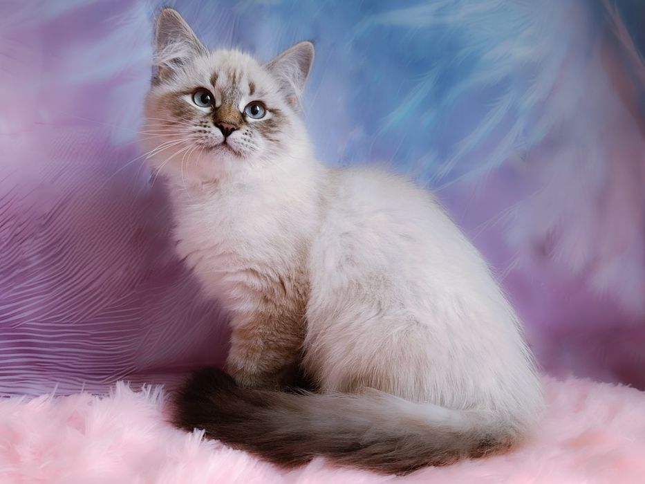 Гарна клубна сибірська дівчинка