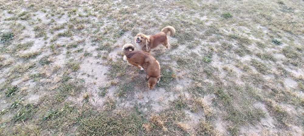 Oddam pieska w dobre ręce