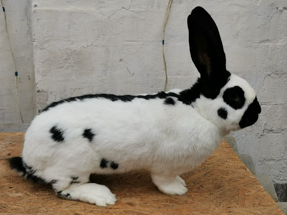 Продам кроликов НПВ