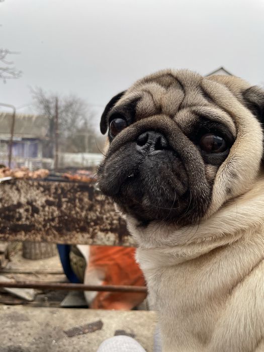 Молодий мопсик, чекає свою дівчинку!)