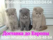 Шотландские котята.