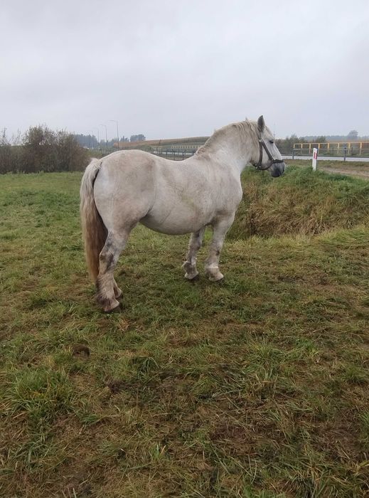 Sprzedam trzy klacze