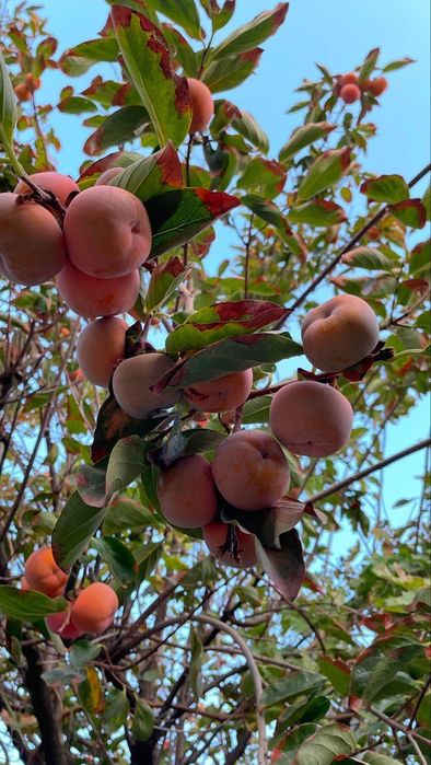 Саженцы хурмы привитые морозостойкие сорта