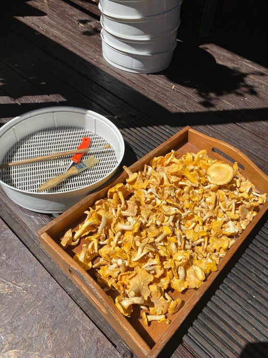 Grzyby mrożone gąska,opieńka.kurka,maślak.