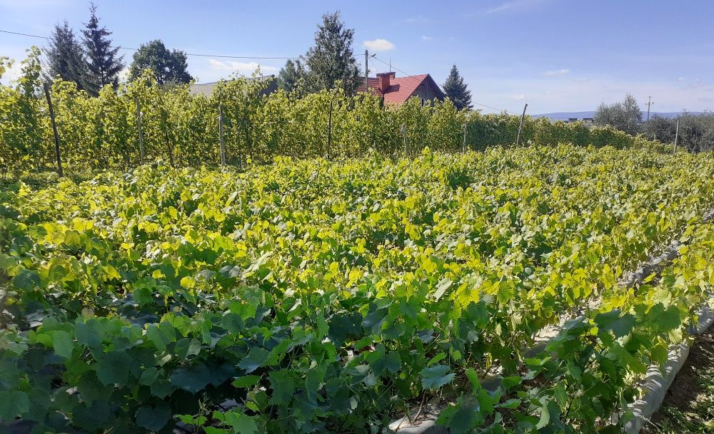 Winogrona EKOLOGICZNE, sadzonki winogron- SUPER ODMIANY