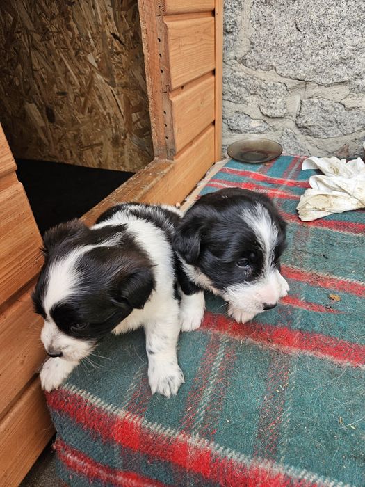 Odam pieski w dobre ręce