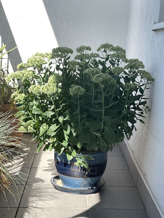 rozchodnik okazały  w donicy