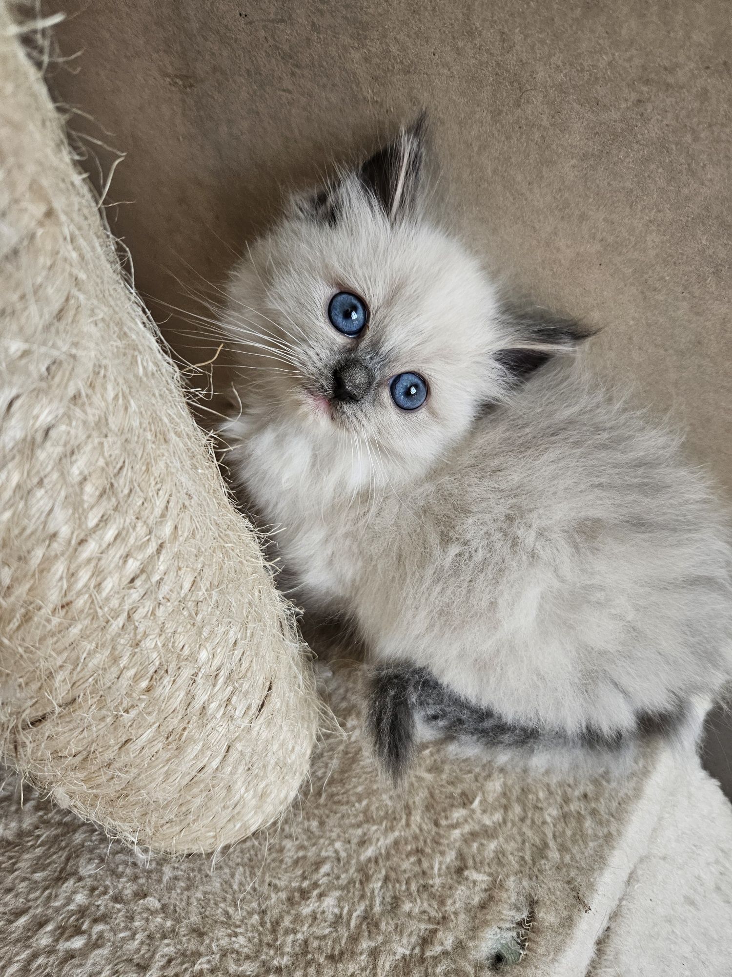 Kotki I Kocurki  Ragdoll