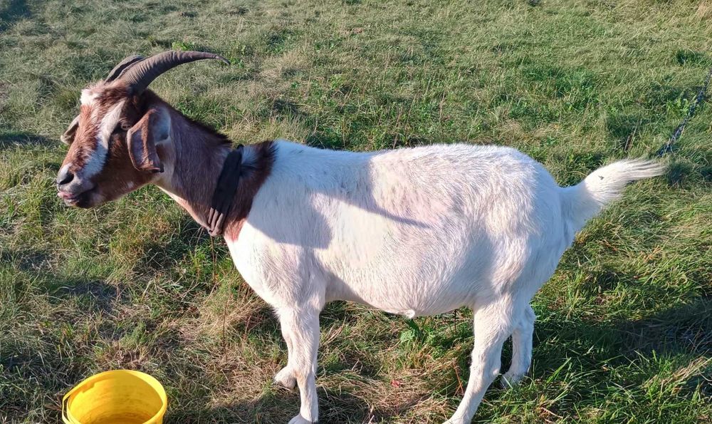 Sprzedam Kozy burskie rasa miesna kolczykowane