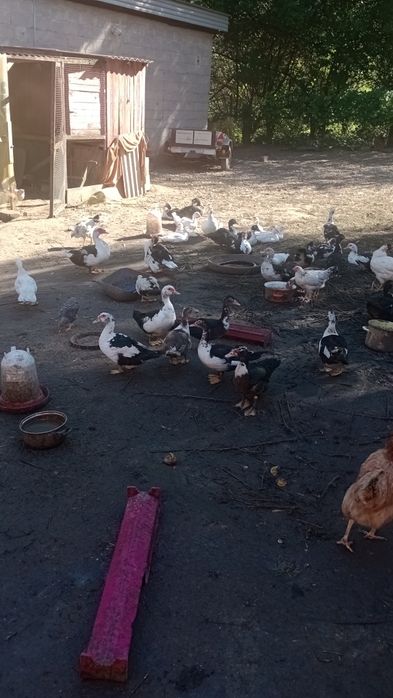 Sprzedam kaczki czarno białe