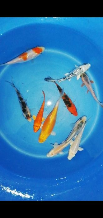Vendo carpas kois 11-13cm
Para mais informações por favor
