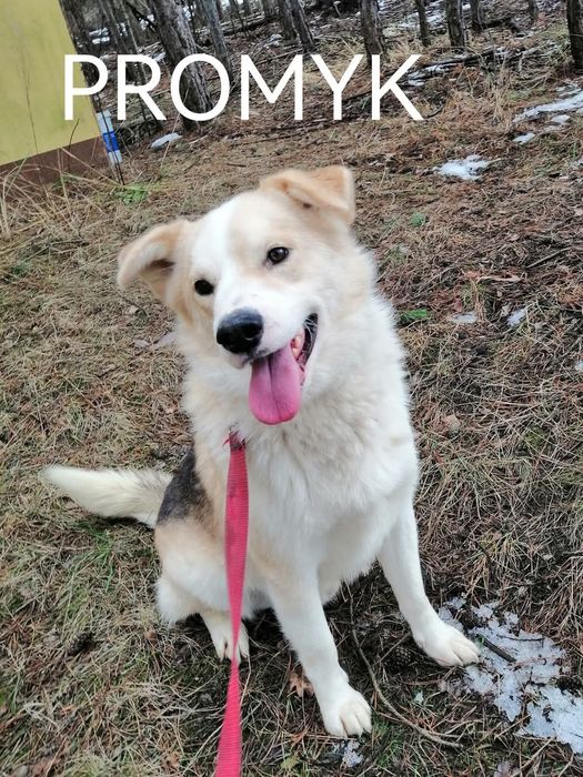 Cudowny psiak kochający ludzi źle znosi pobyt w schronisku pomocy