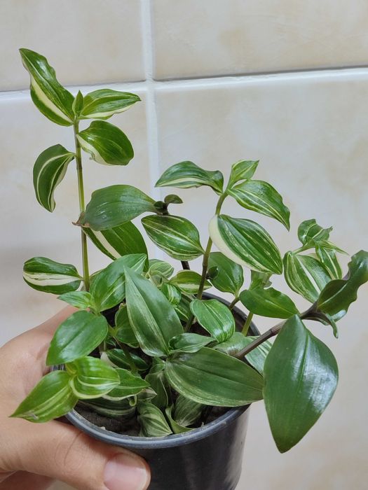 Сукуленти. Красула. Хавортія. Каланхое