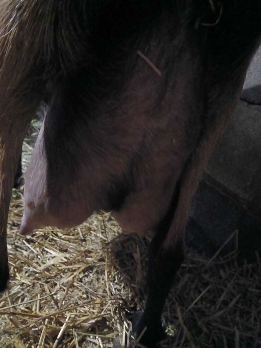 Коза альпійка, 5т