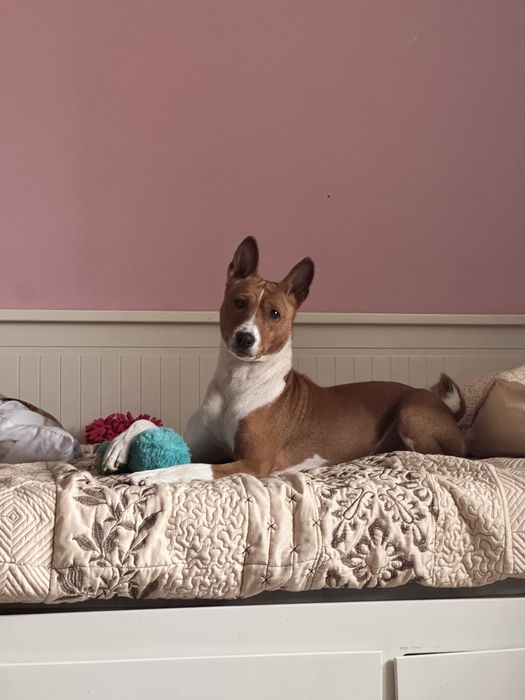 Basenji – zapowiedź miotu w hodowli zarejestrowanej w ZKwP/FCI